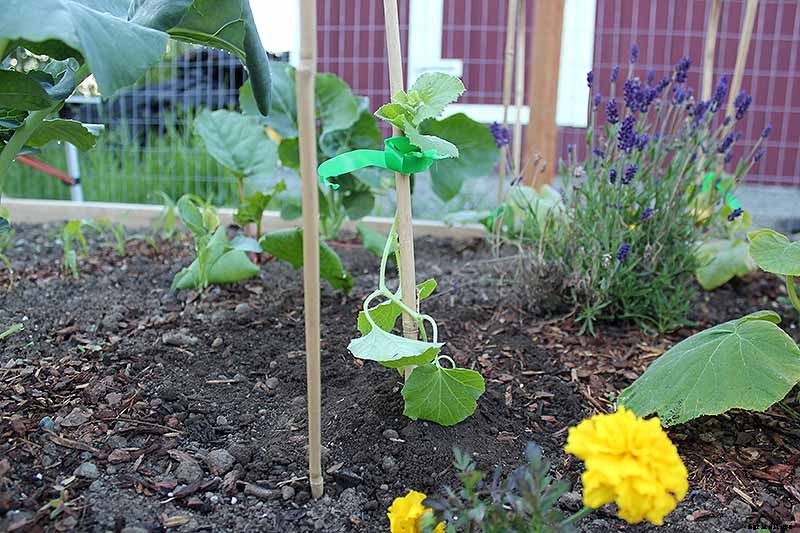 Train Those Melons on a Trellis: How to Grow Cantaloupe Vertically