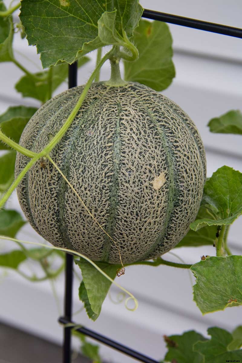 Train Those Melons on a Trellis: How to Grow Cantaloupe Vertically