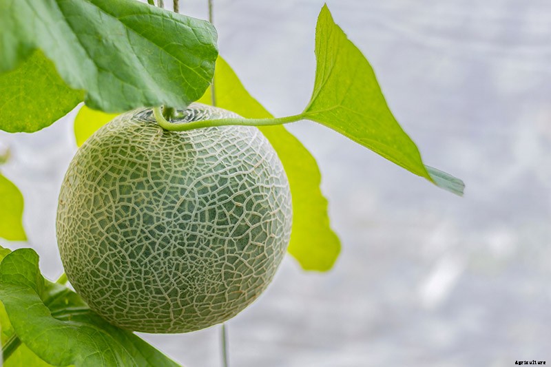 Train Those Melons on a Trellis: How to Grow Cantaloupe Vertically