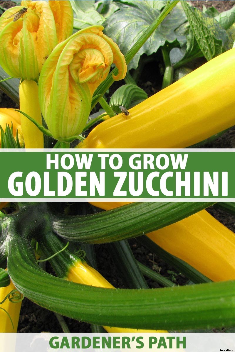 How to Grow Golden Zucchini