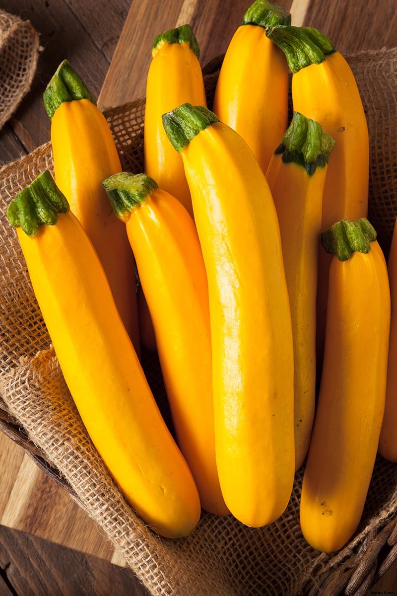 How to Grow Golden Zucchini