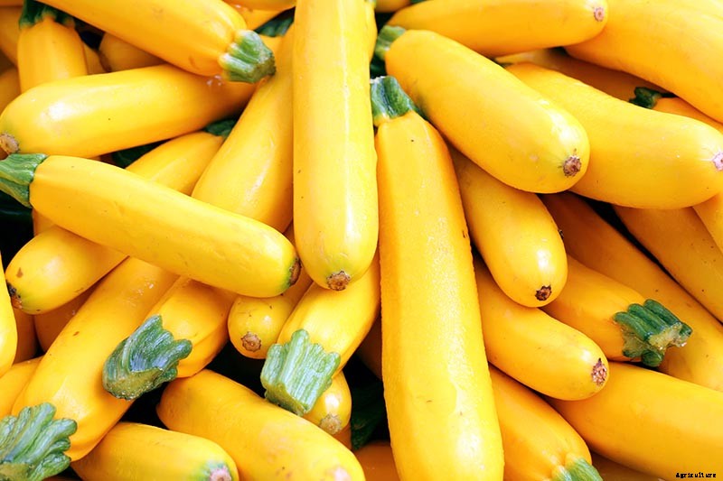 How to Grow Golden Zucchini