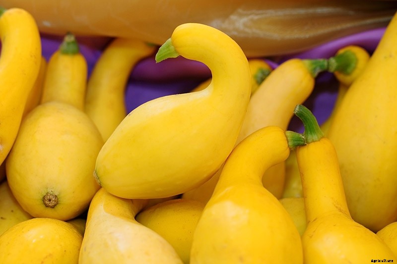 How to Grow Golden Zucchini