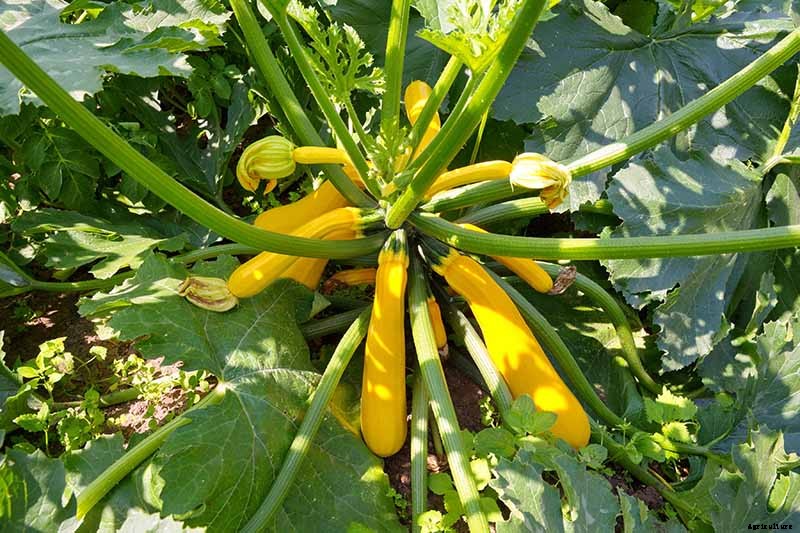 How to Grow Golden Zucchini