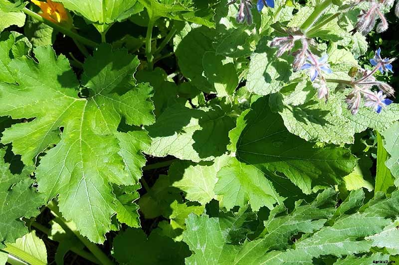 How to Grow Golden Zucchini