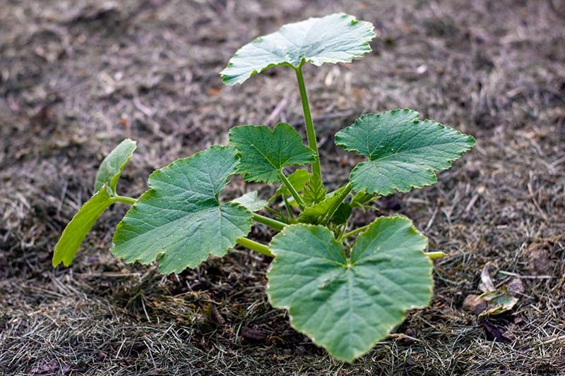 How to Grow Golden Zucchini
