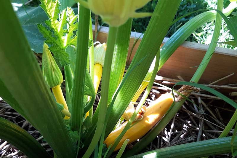 How to Grow Golden Zucchini