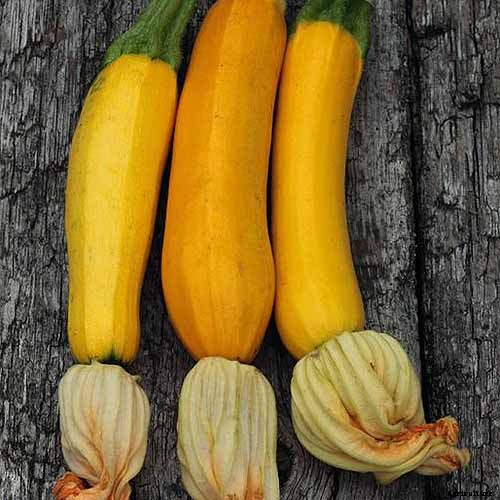 How to Grow Golden Zucchini