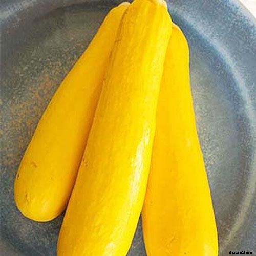 How to Grow Golden Zucchini