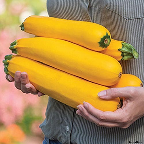 How to Grow Golden Zucchini