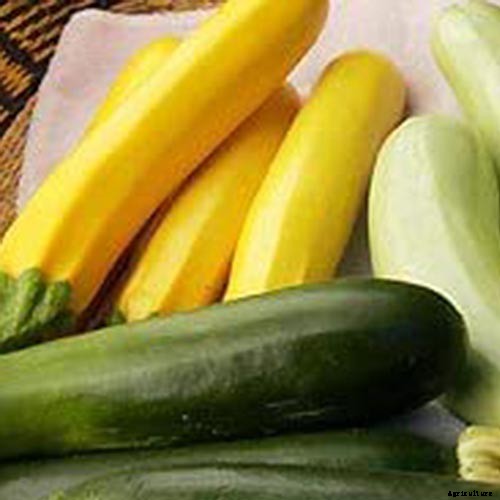 How to Grow Golden Zucchini