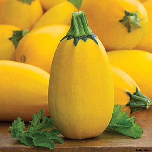How to Grow Golden Zucchini