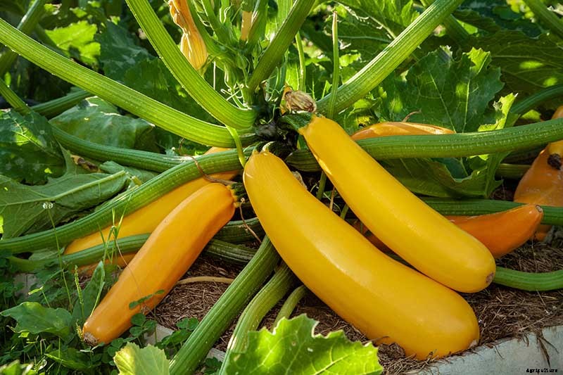 How to Grow Golden Zucchini