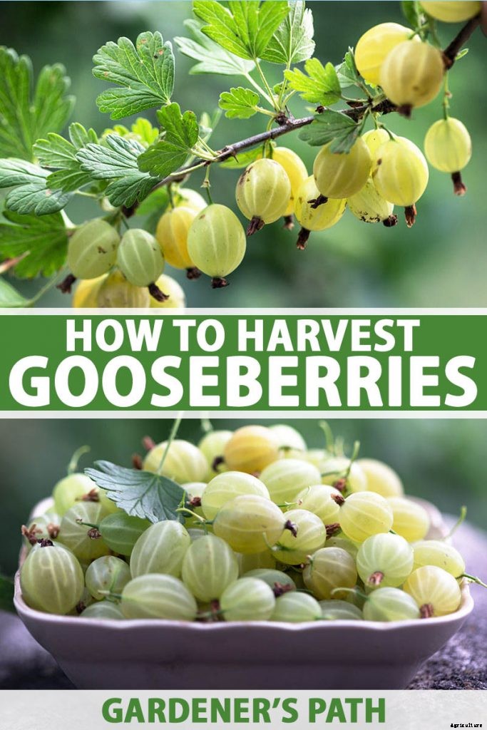 How and When to Harvest Gooseberries