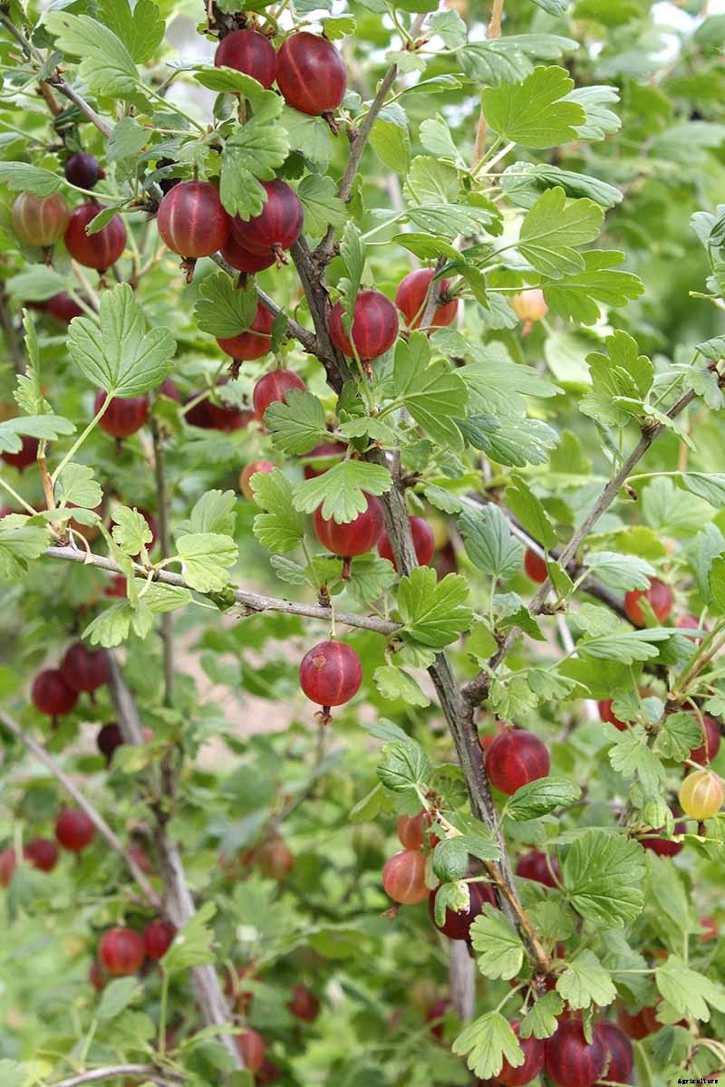 How and When to Harvest Gooseberries