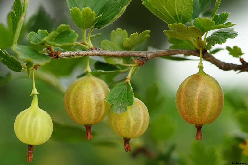 How and When to Harvest Gooseberries