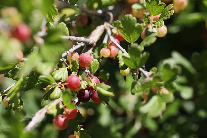 How and When to Harvest Gooseberries