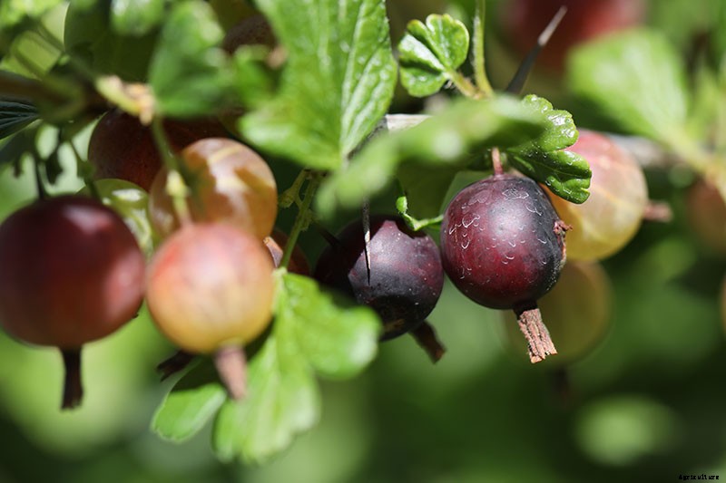 How and When to Harvest Gooseberries