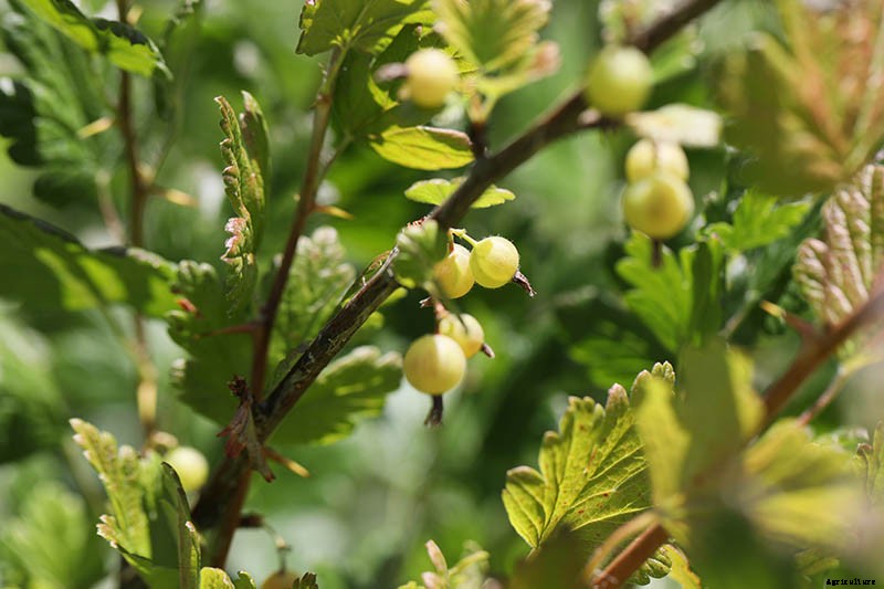 How and When to Harvest Gooseberries