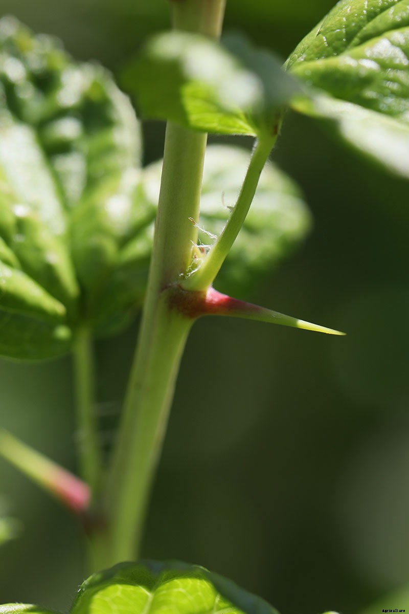 How and When to Harvest Gooseberries