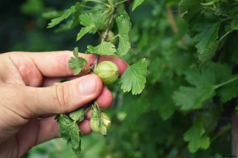 How and When to Harvest Gooseberries