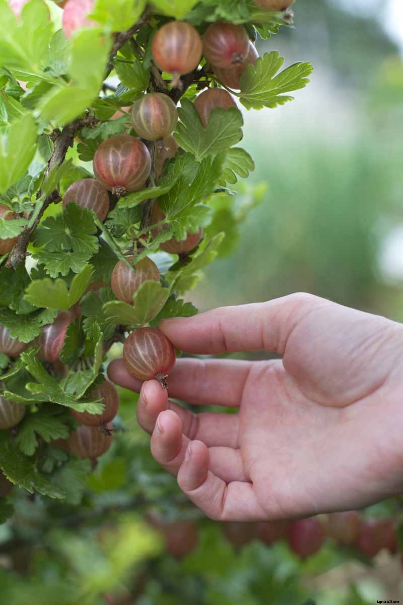 How and When to Harvest Gooseberries