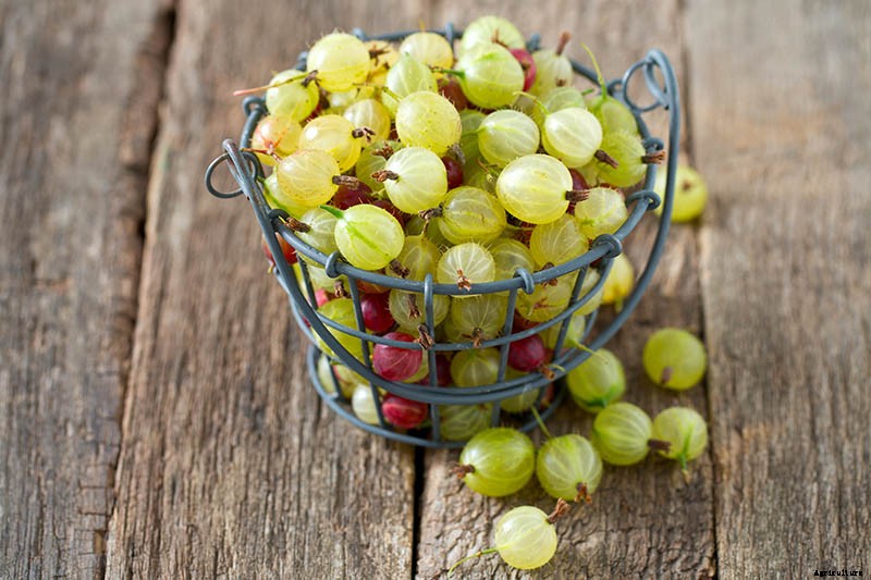 How and When to Harvest Gooseberries