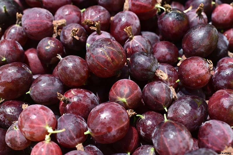 How and When to Harvest Gooseberries