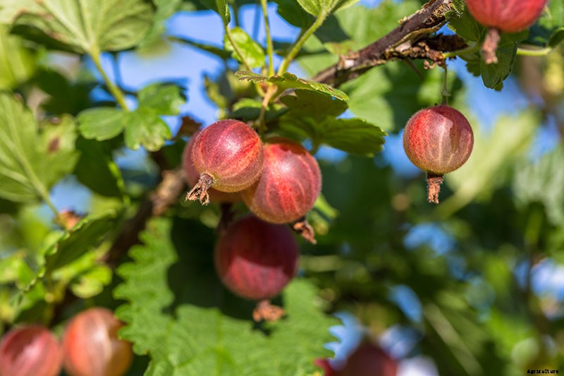 How and When to Harvest Gooseberries