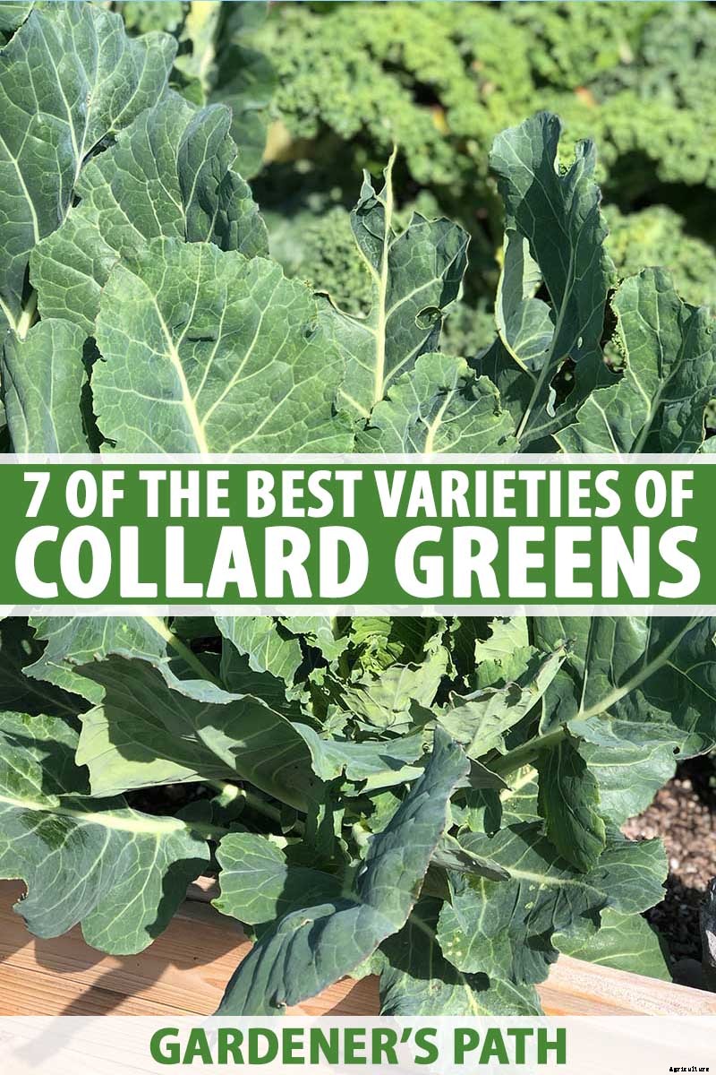 7 of the Best Collard Greens Varieties to Grow at Home