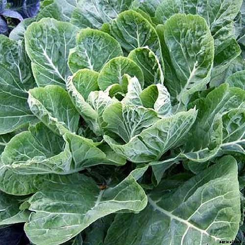7 of the Best Collard Greens Varieties to Grow at Home