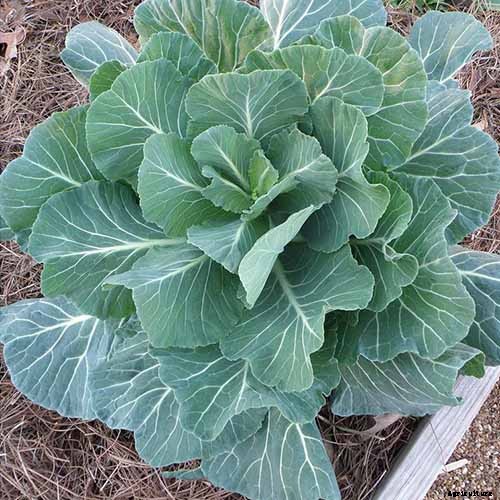 7 of the Best Collard Greens Varieties to Grow at Home