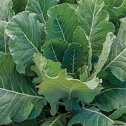 7 of the Best Collard Greens Varieties to Grow at Home