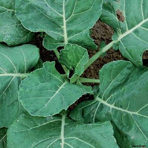 7 of the Best Collard Greens Varieties to Grow at Home