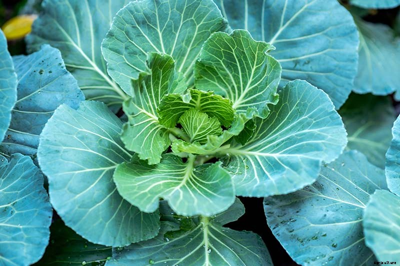 7 of the Best Collard Greens Varieties to Grow at Home