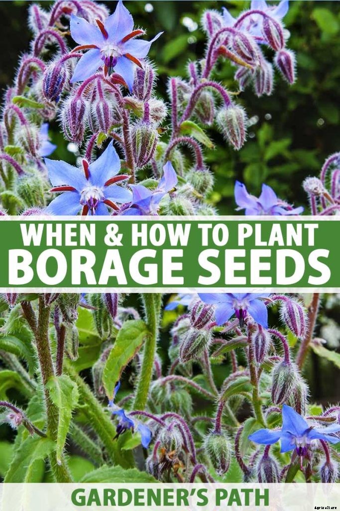 When and How to Plant Borage Seeds