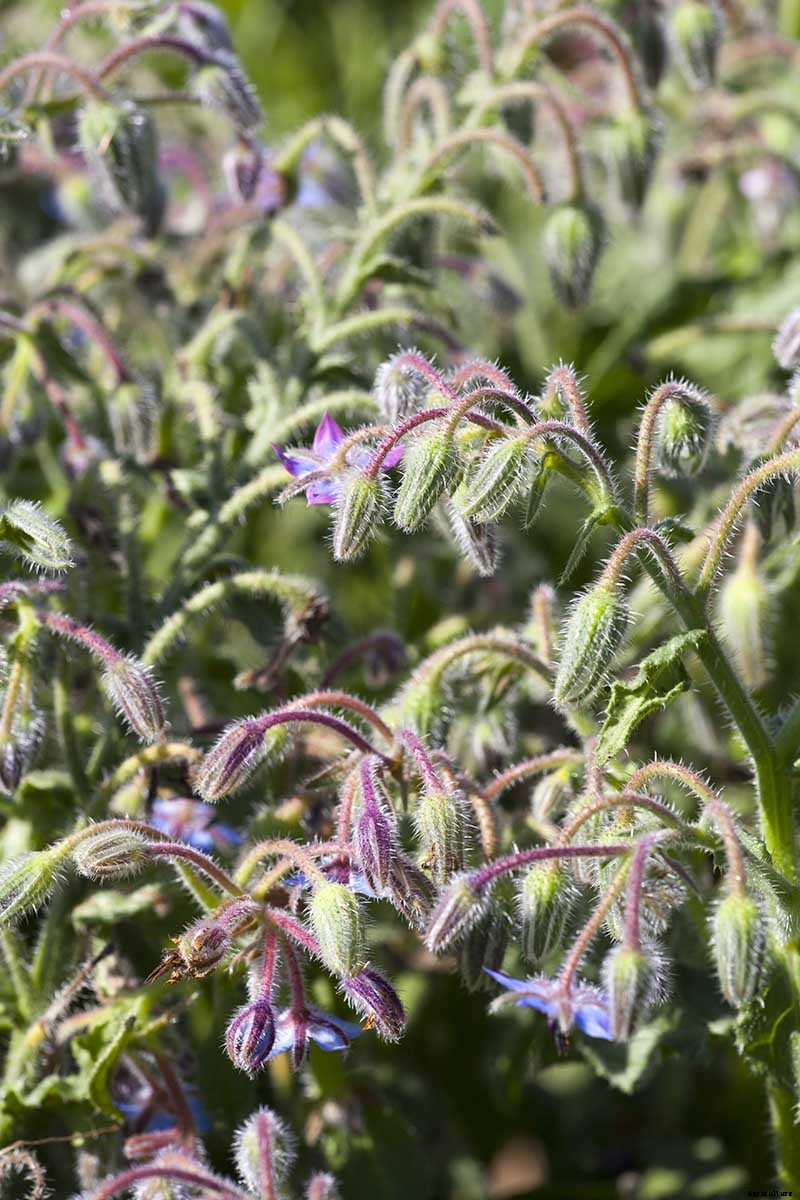 When and How to Plant Borage Seeds