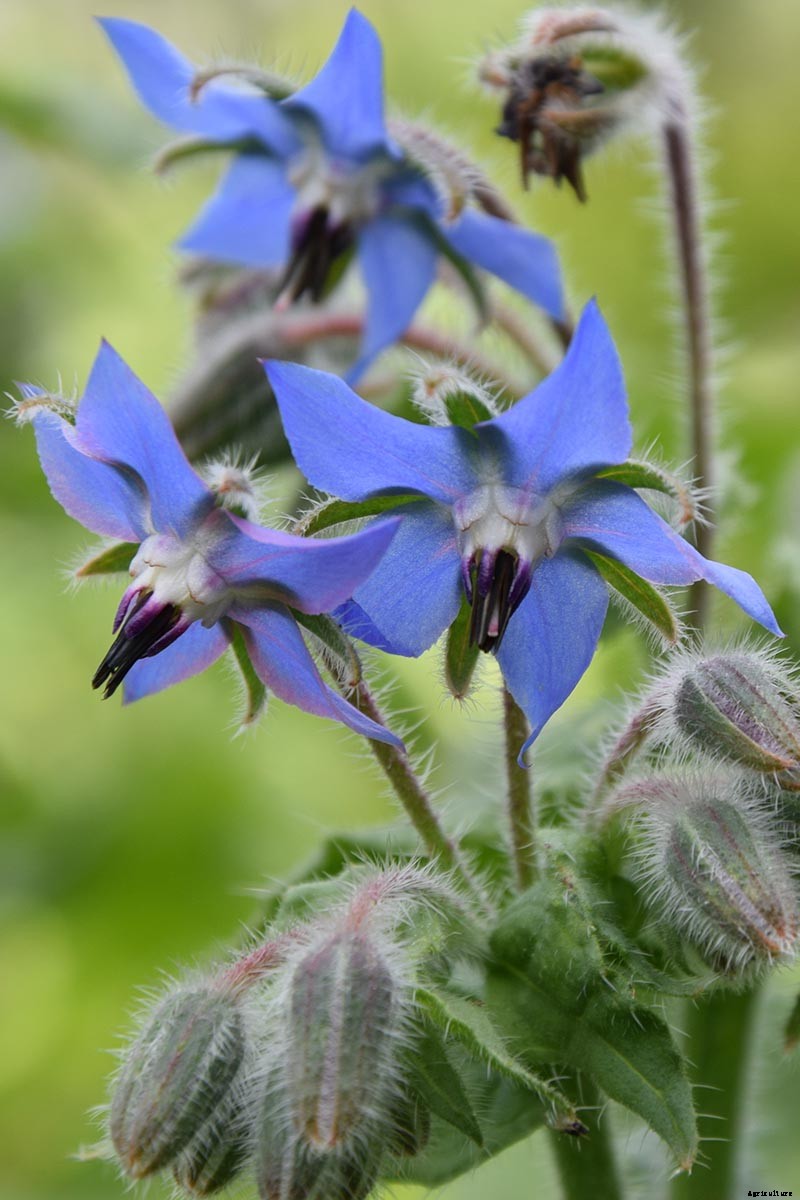 When and How to Plant Borage Seeds