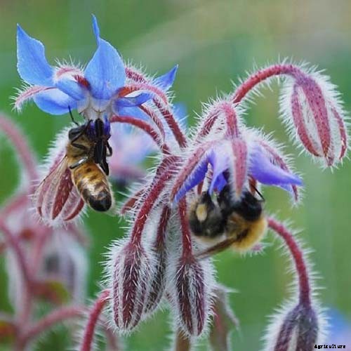 When and How to Plant Borage Seeds