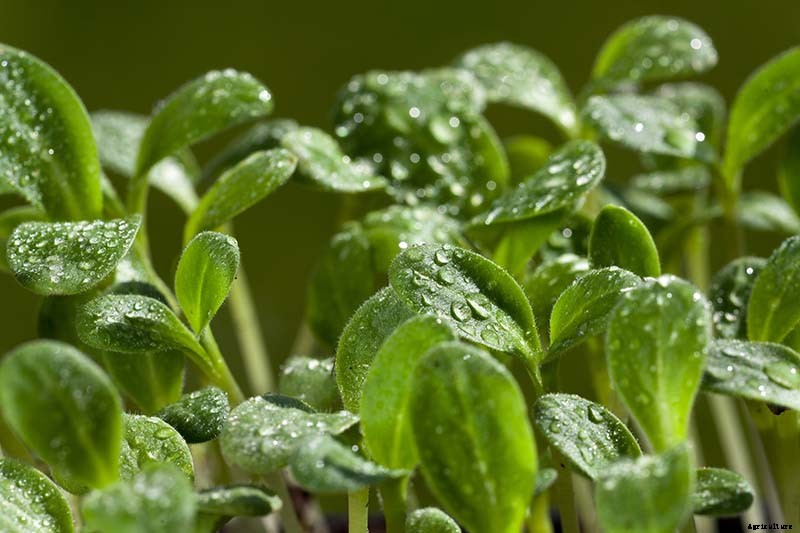 When and How to Plant Borage Seeds