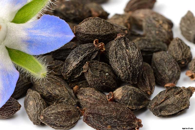When and How to Plant Borage Seeds
