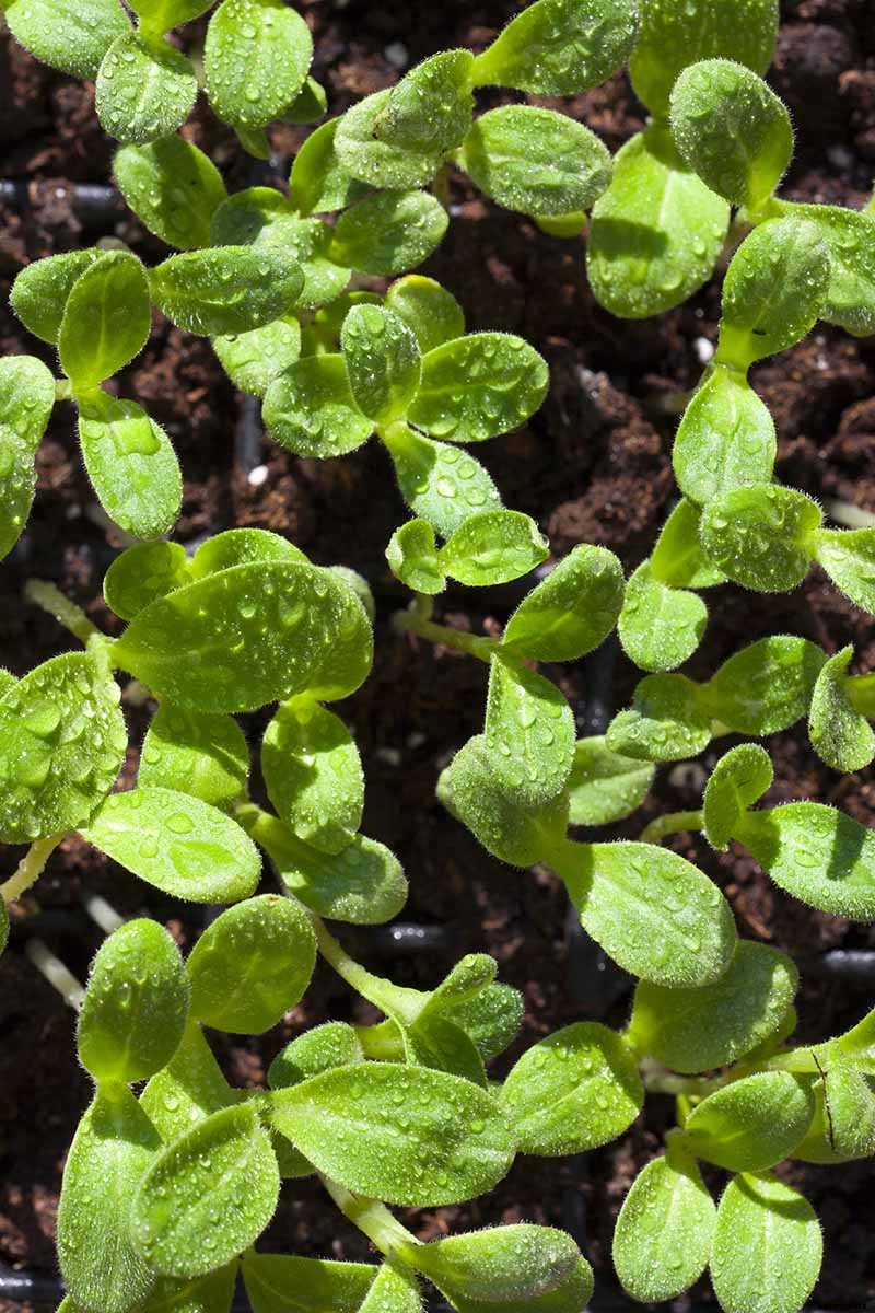 When and How to Plant Borage Seeds
