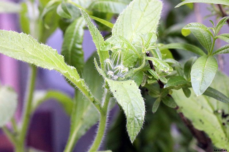 When and How to Plant Borage Seeds