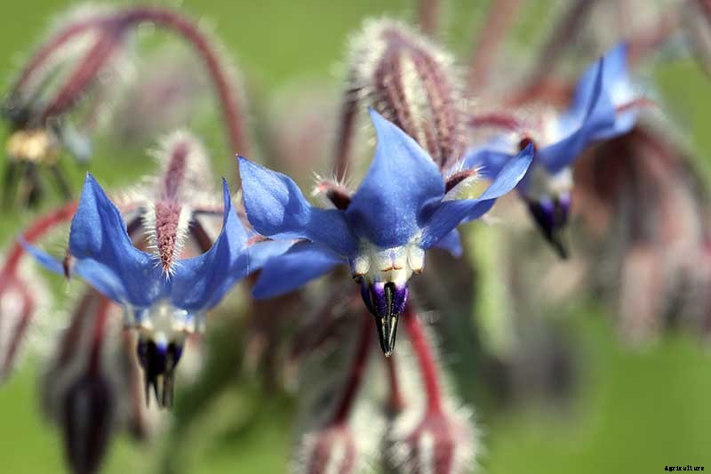 When and How to Plant Borage Seeds