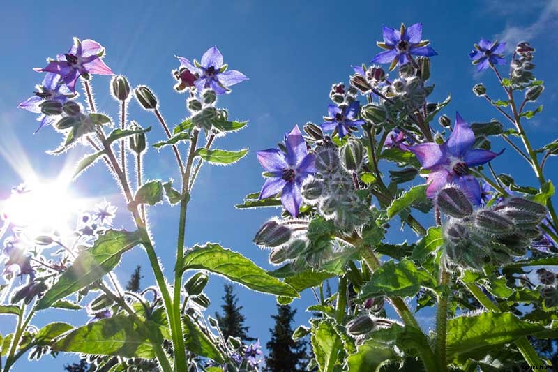 When and How to Plant Borage Seeds