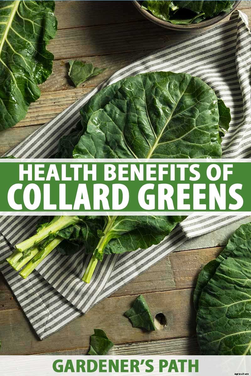 What Are the Health Benefits of Homegrown Collard Greens?