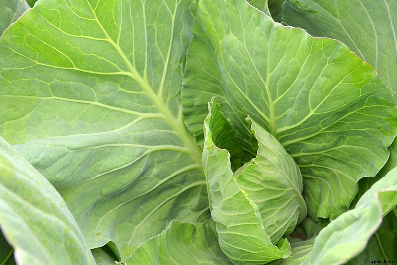What Are the Health Benefits of Homegrown Collard Greens?
