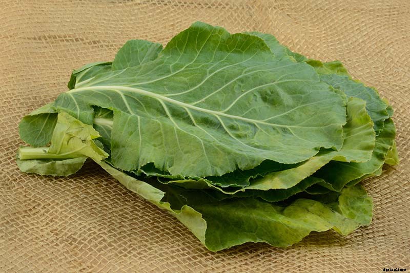 What Are the Health Benefits of Homegrown Collard Greens?