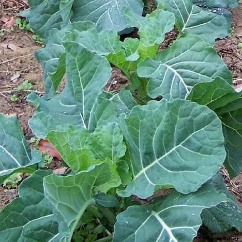 What Are the Health Benefits of Homegrown Collard Greens?