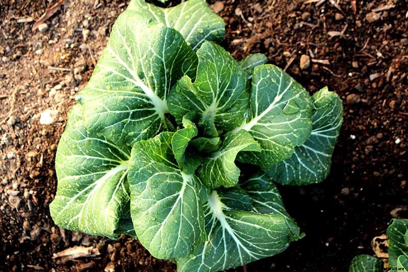 What Are the Health Benefits of Homegrown Collard Greens?